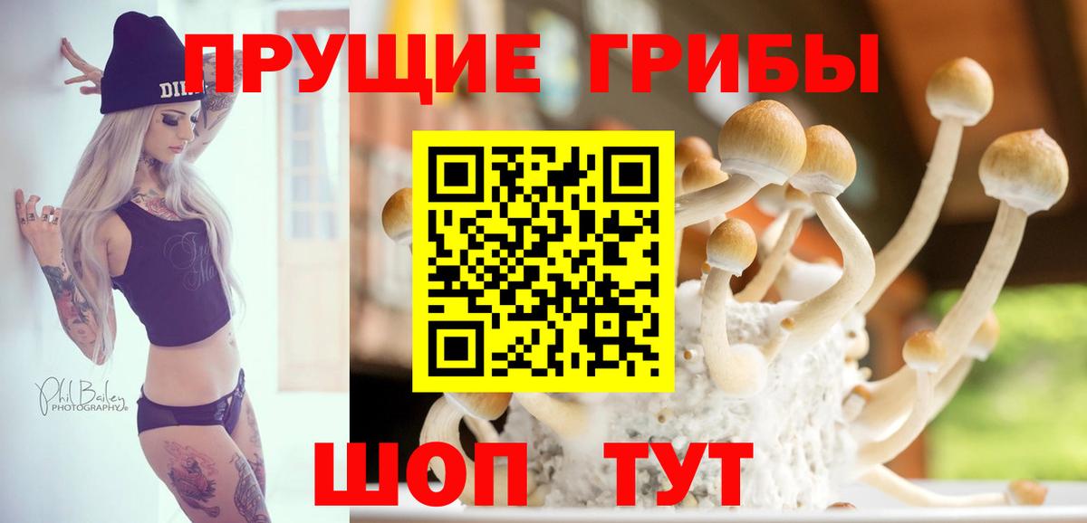 Псилоцибиновые грибы MAGIC MUSHROOMS  Вход с VPN  Чернушка 